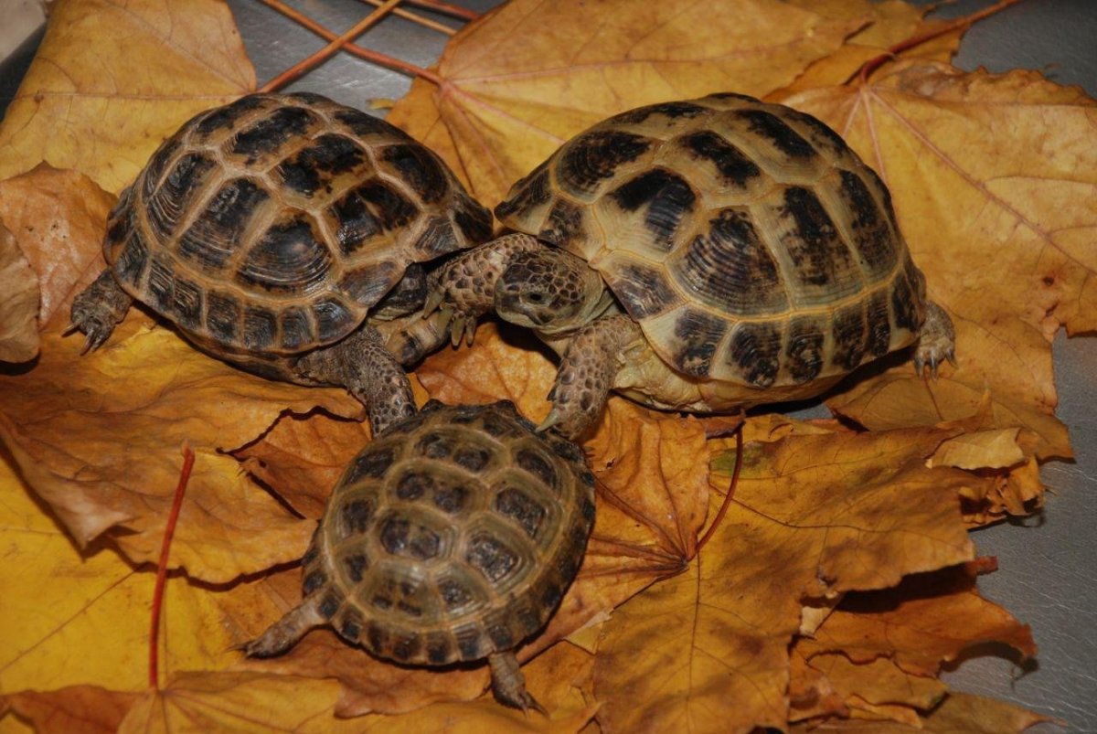 Среднеазиатская черепаха ареал