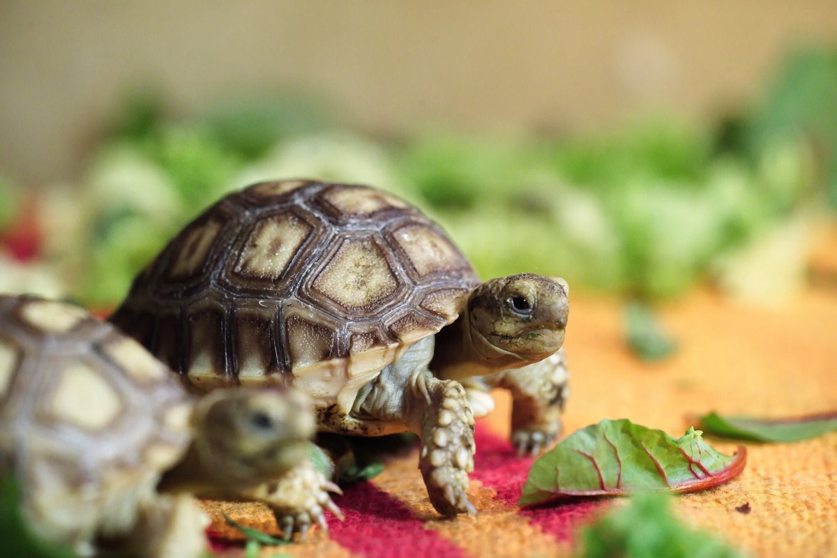 Детеныш среднеазиатской черепахи