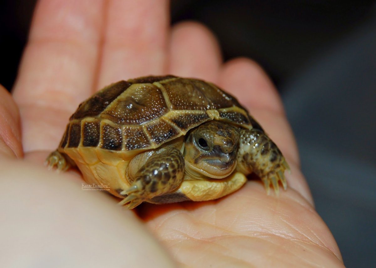 Среднеазиатская черепаха маленькая
