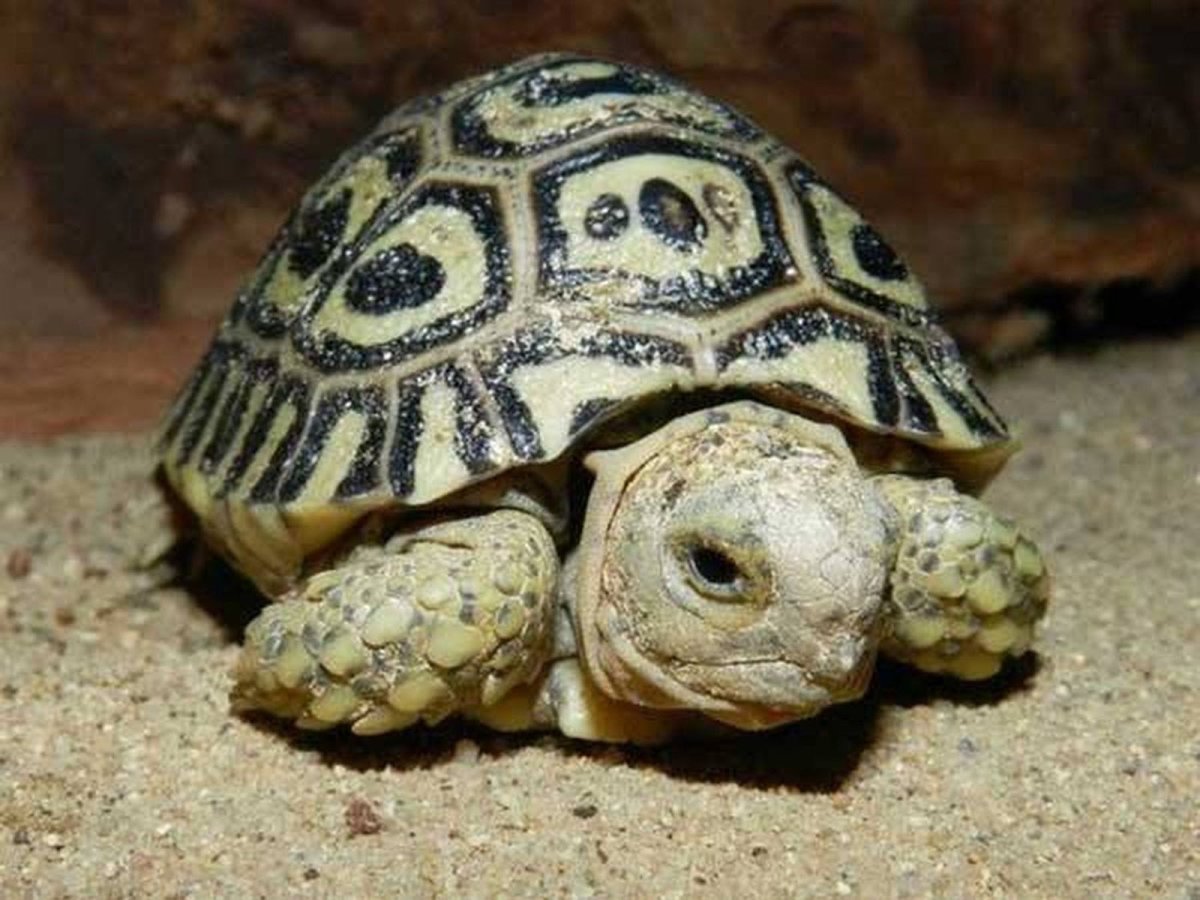 Много маленьких черепашек