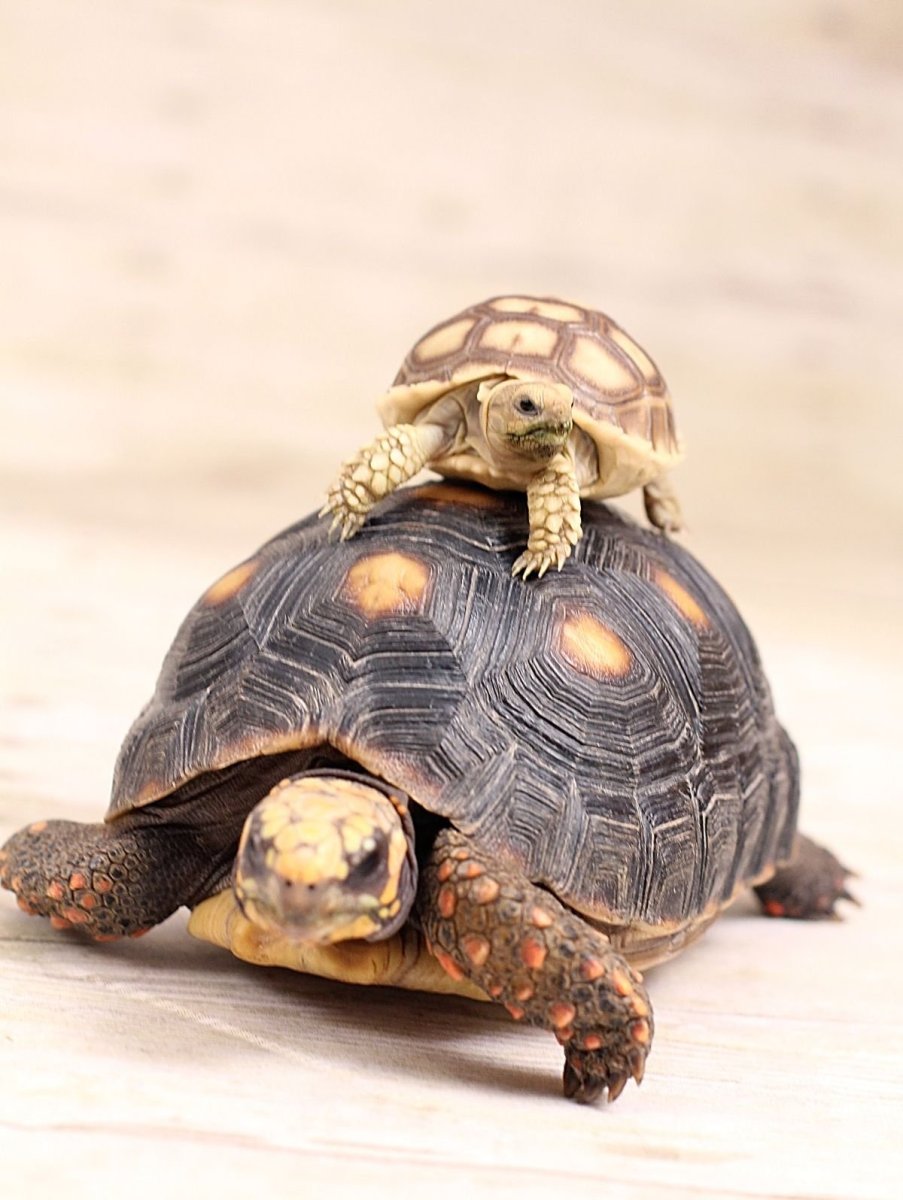 Милые Сухопутные черепахи