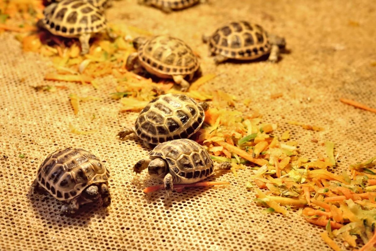 Черепашата среднеазиатской черепахи