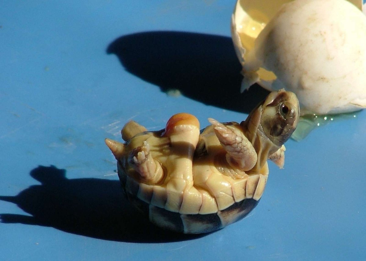 Среднеазиатская черепаха размножение