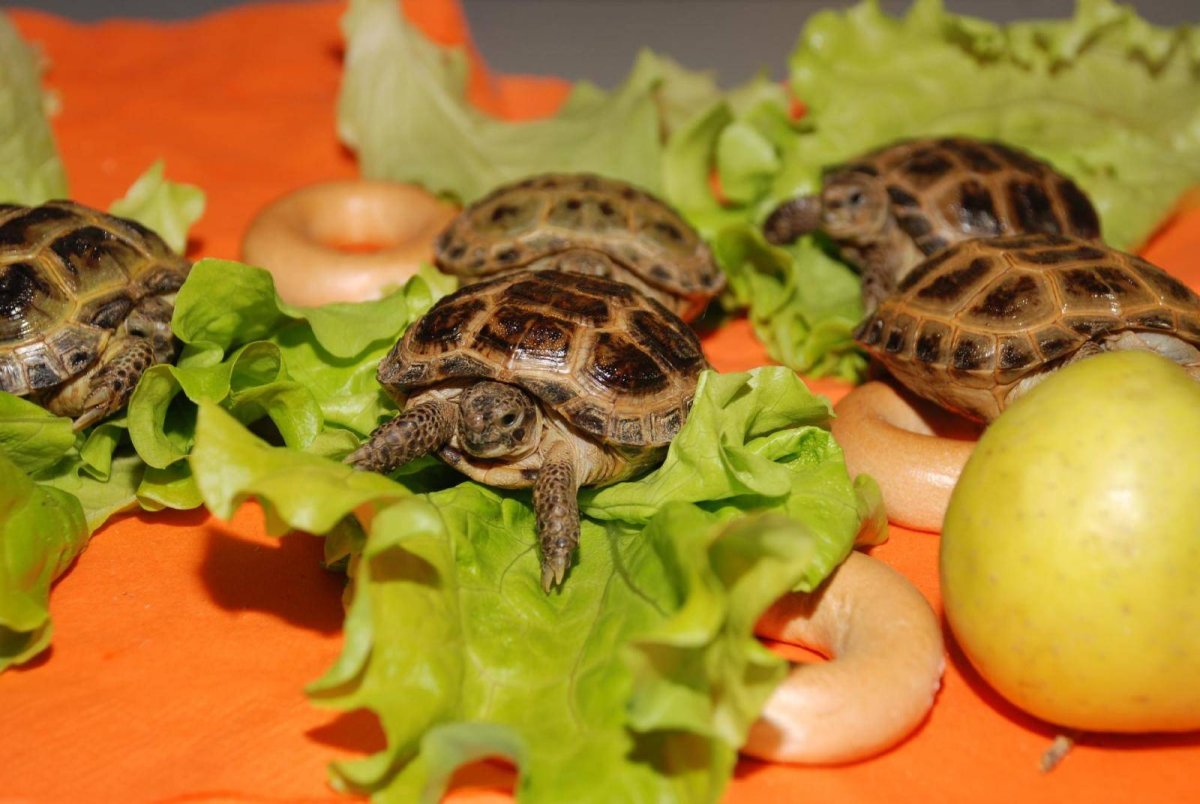 Здоровая Среднеазиатская черепаха