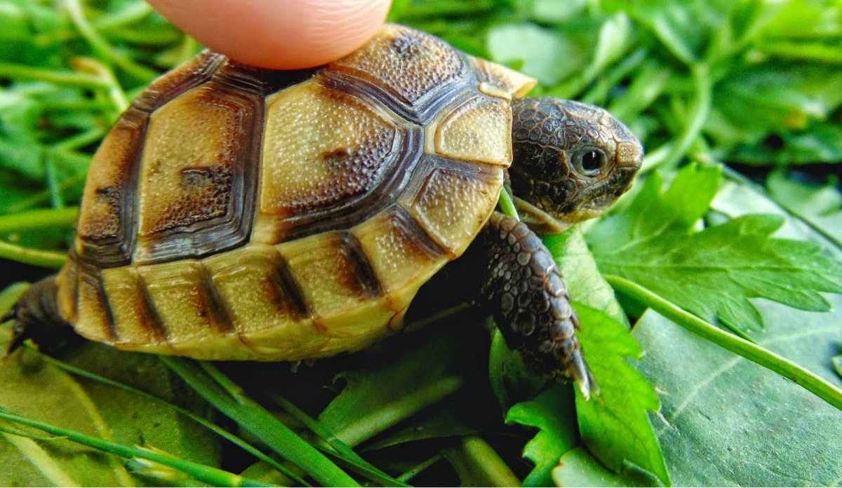 Testudo Hermanni