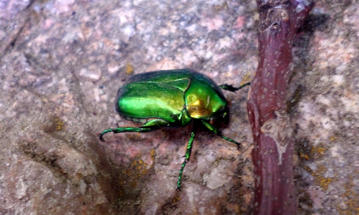 Жук Светлячок зеленого цвета