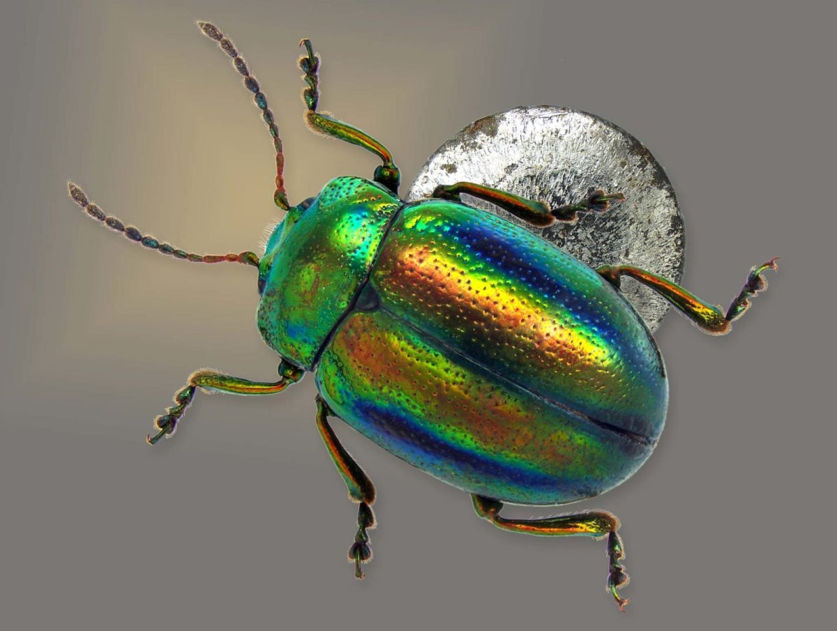 Жук Листоед Радужный