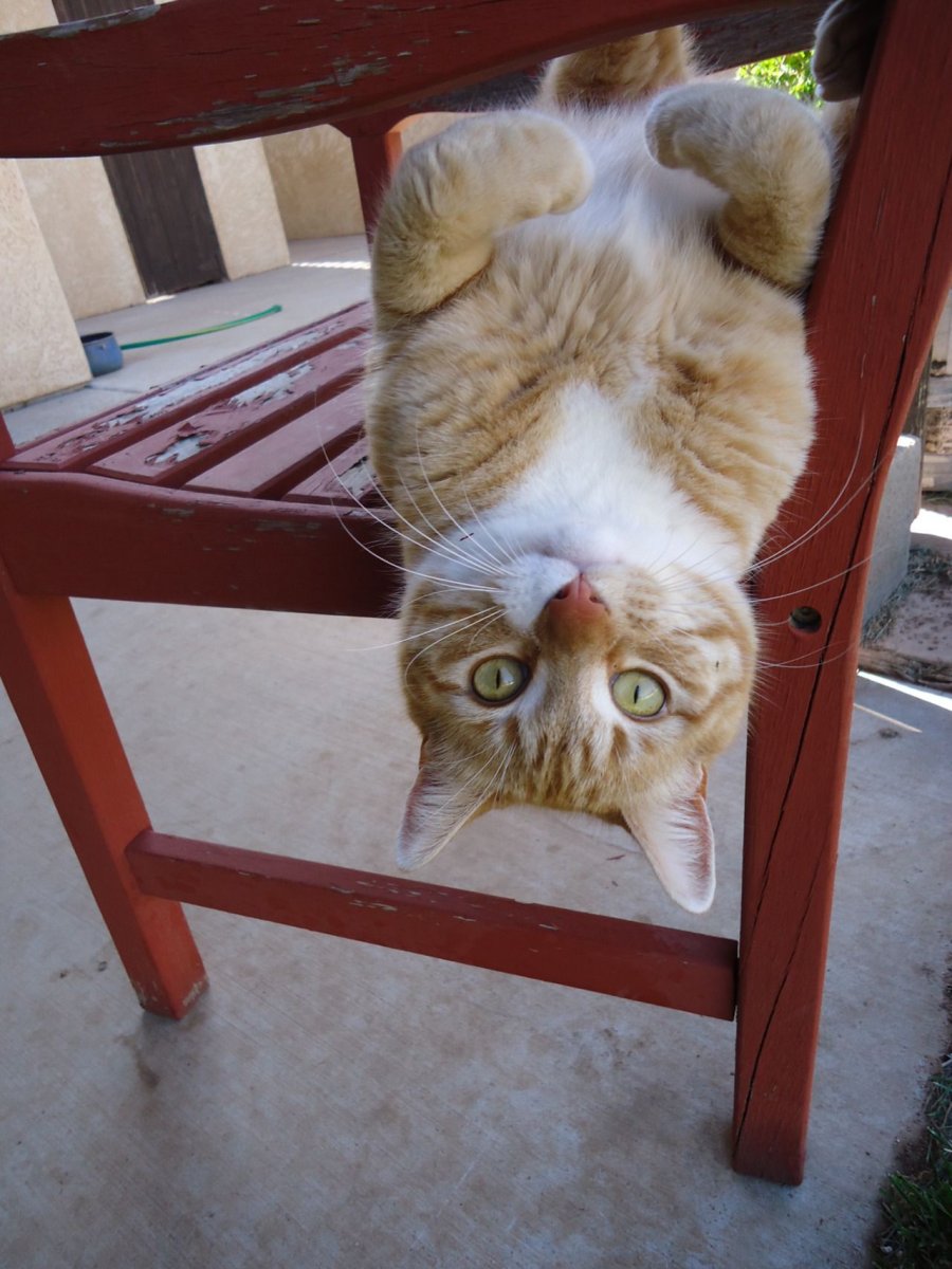 Коты вниз головой