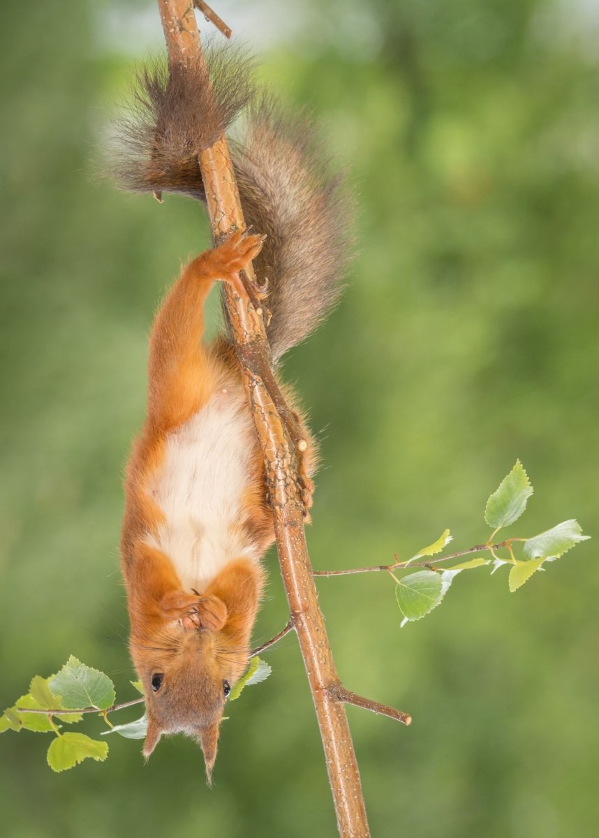 Белка на ветке