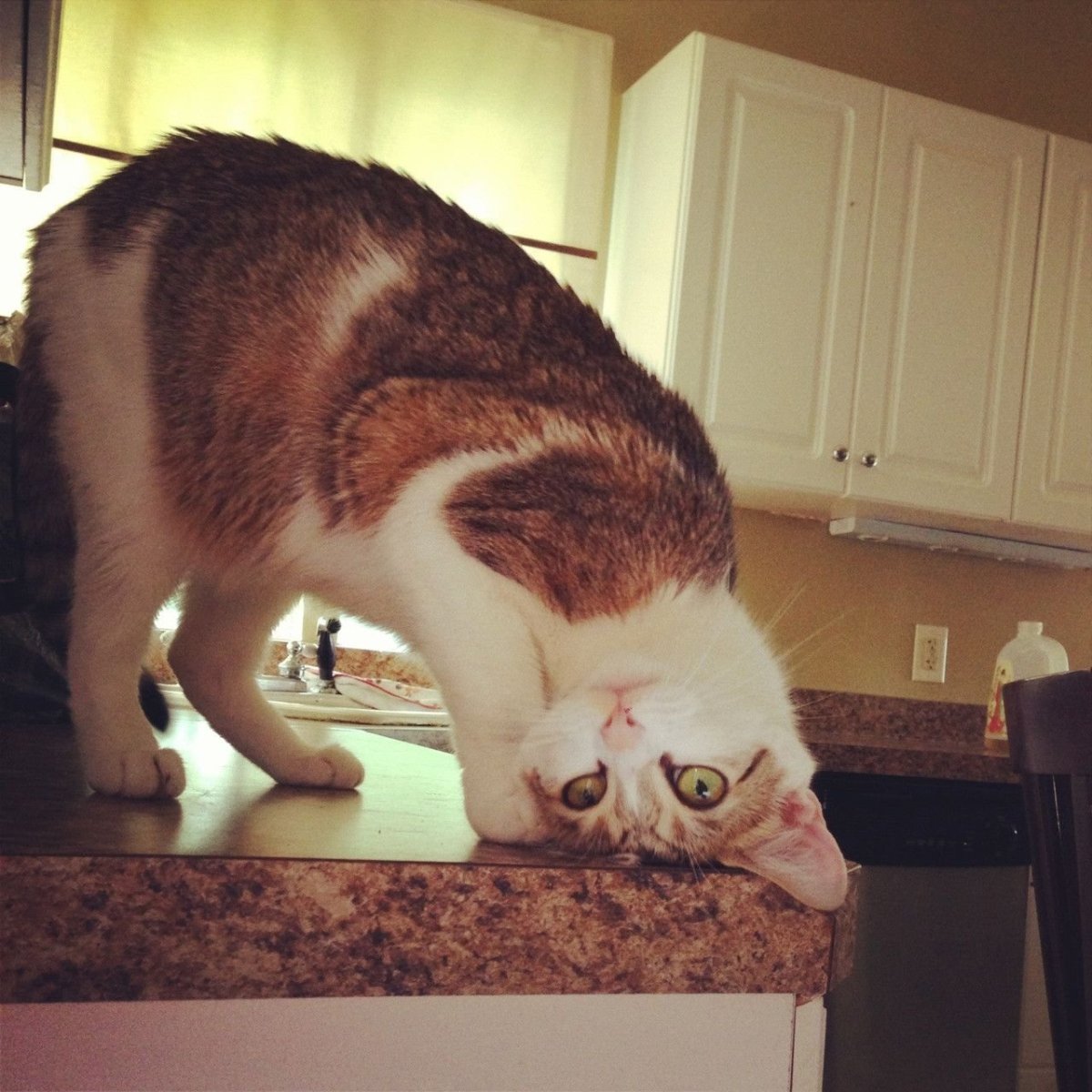 Перевернутый кот