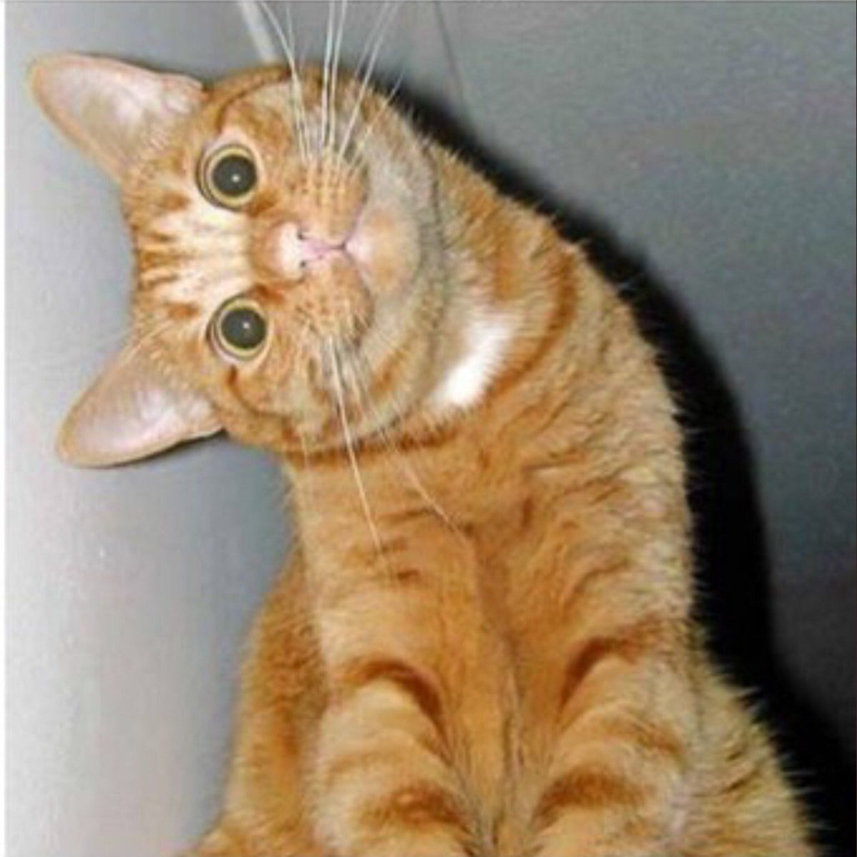 Кот с повернутой головой