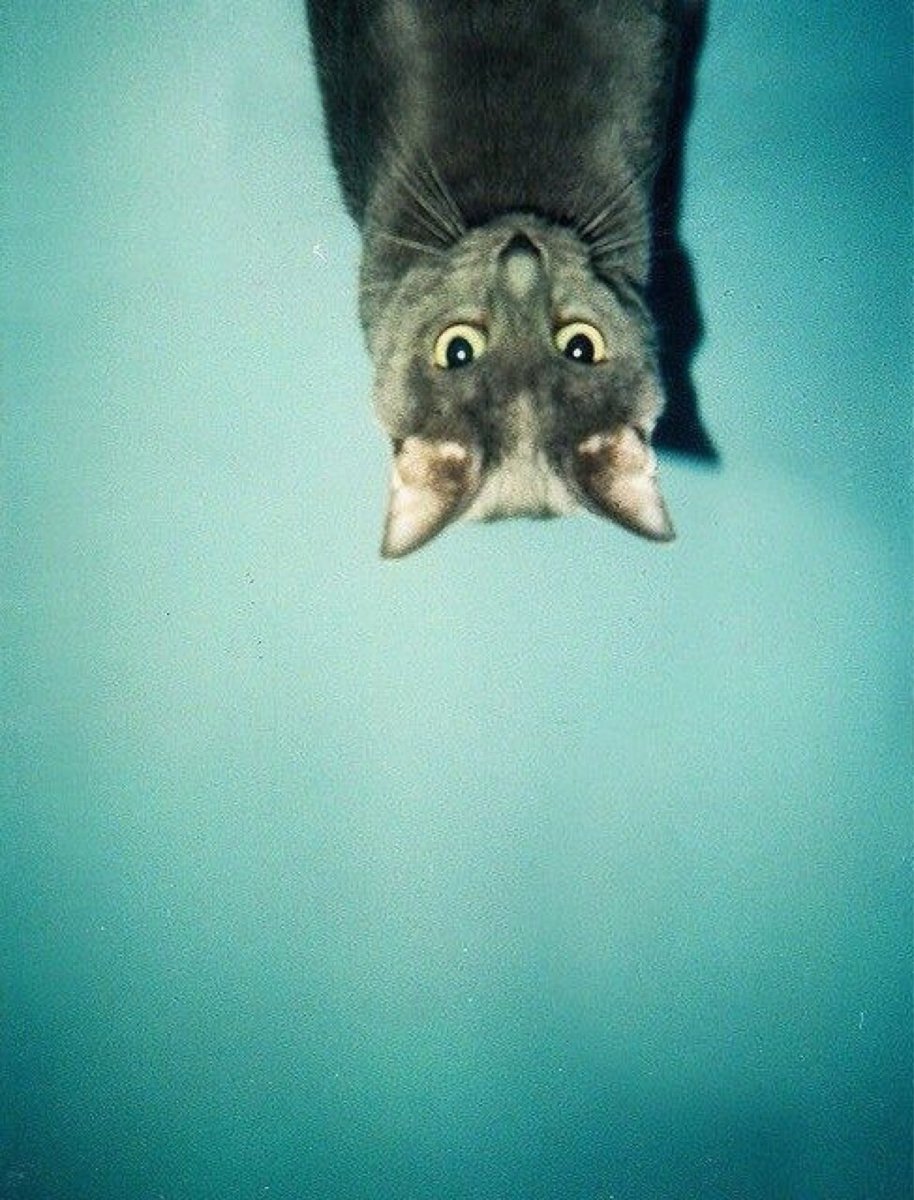 Кот вверх ногами