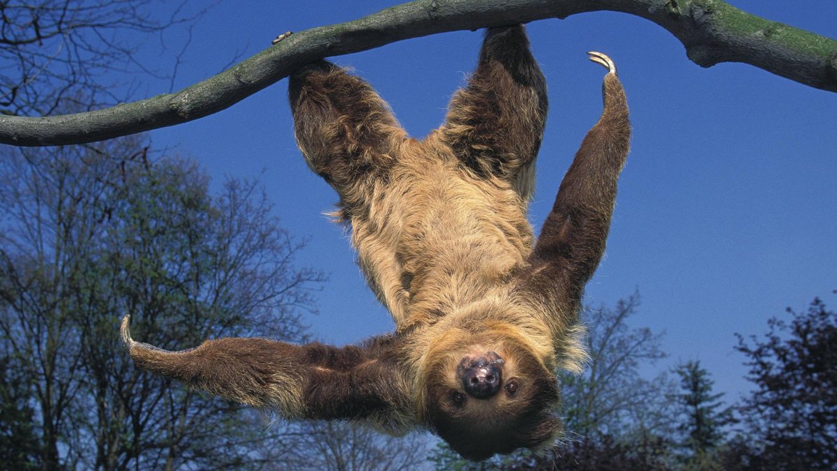 Ленивец животное