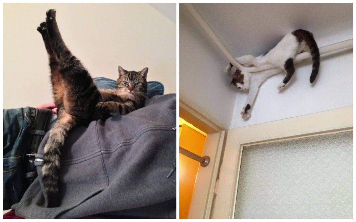 Перевернутый кот