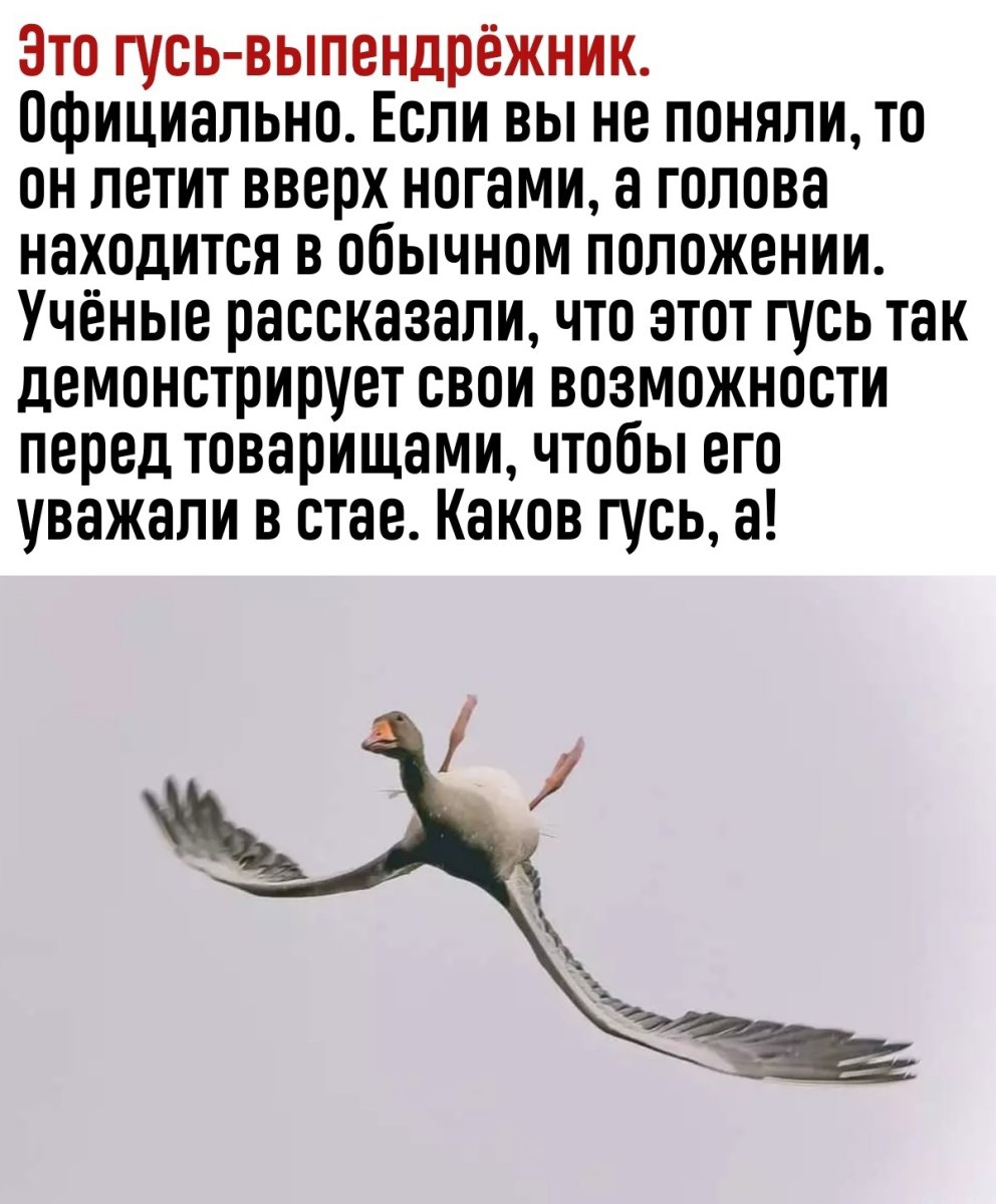 Гусь выпендрежник
