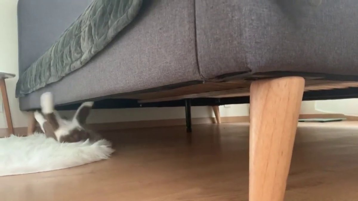 Кот спрятался за ножкой стола