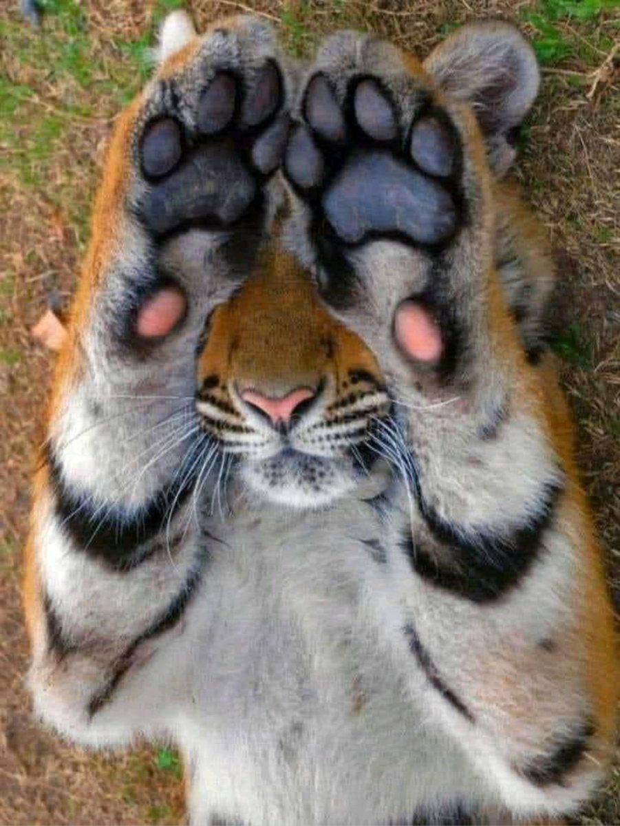 Лапка тигра