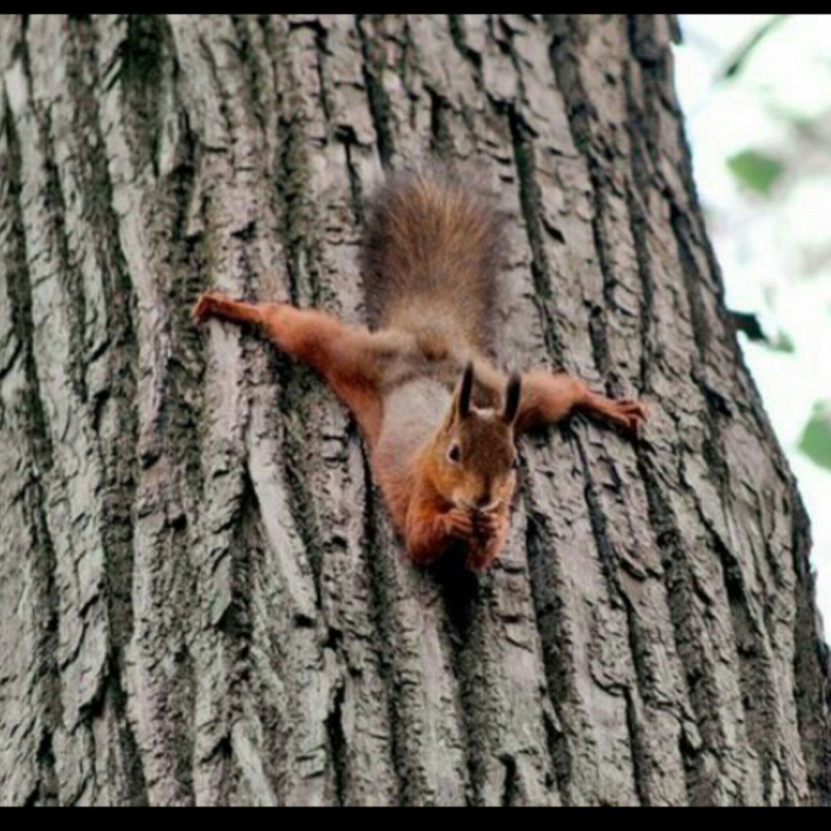 Белка Ван Дамм