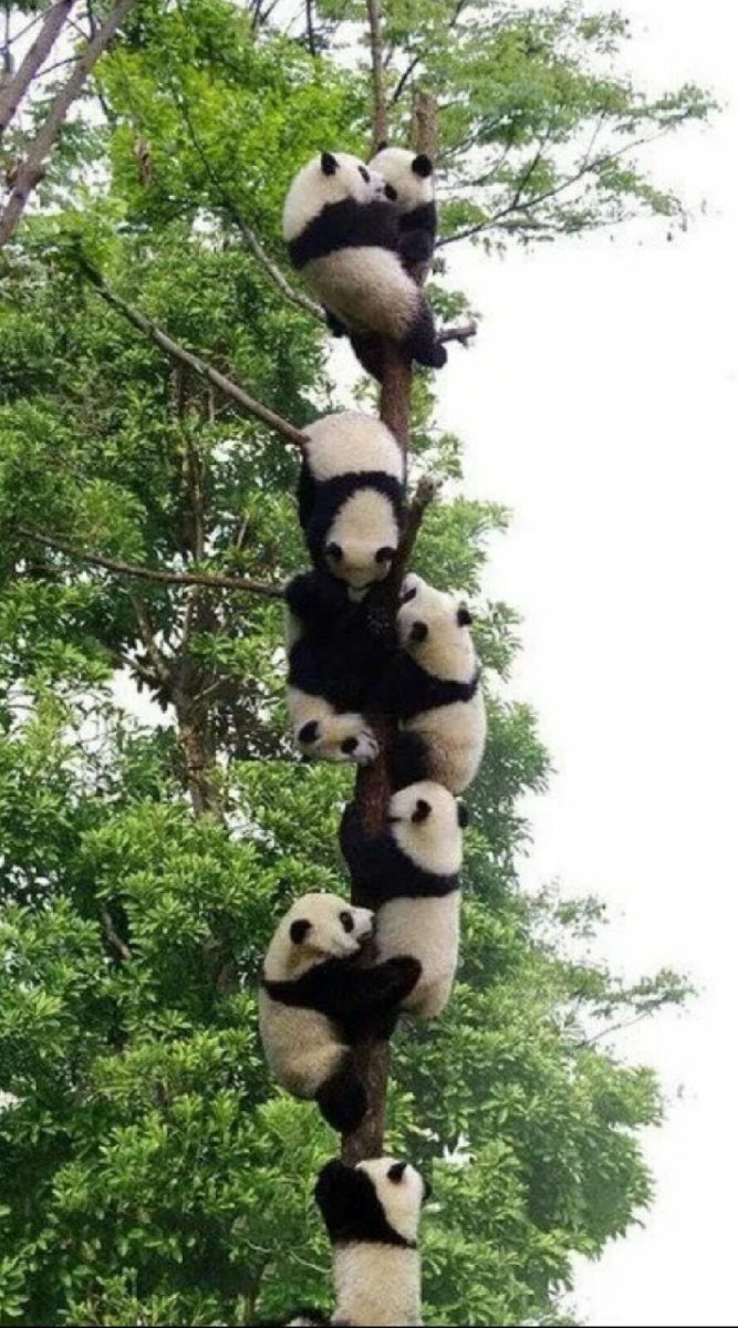 Панда на бамбуке