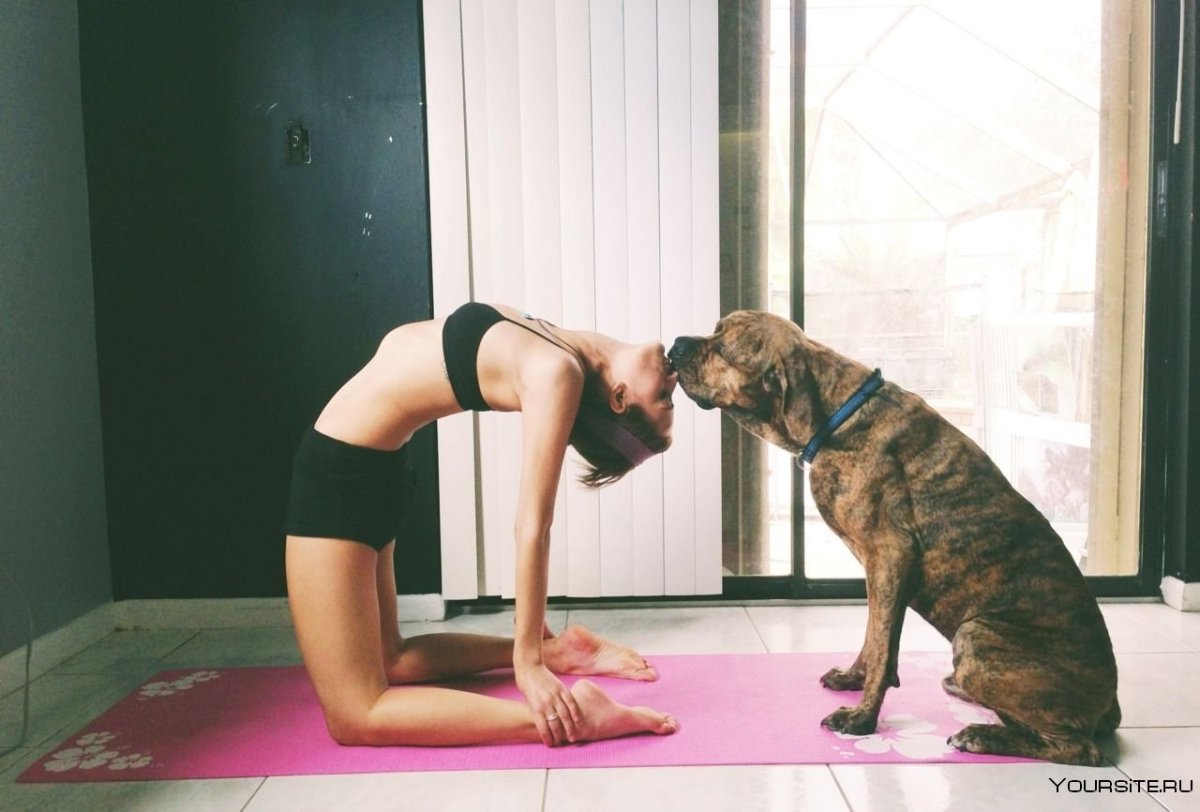 Собака йога