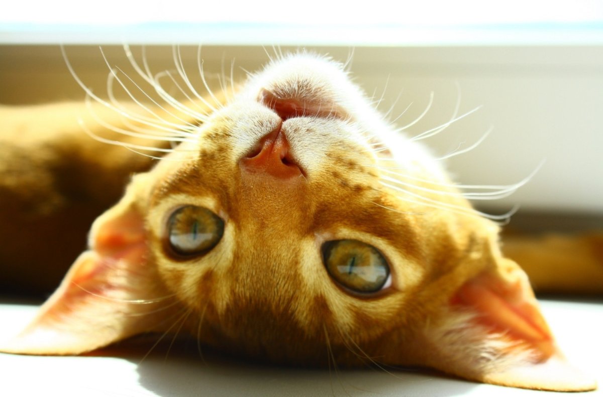 Котик вверх головой