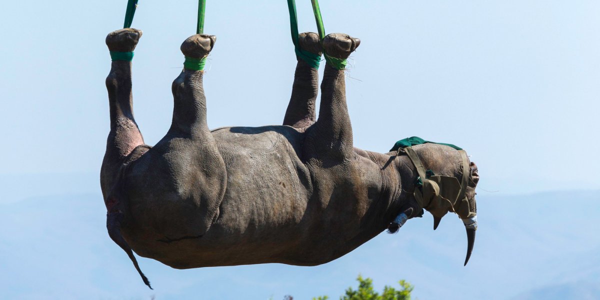 Памятник висящий носорог