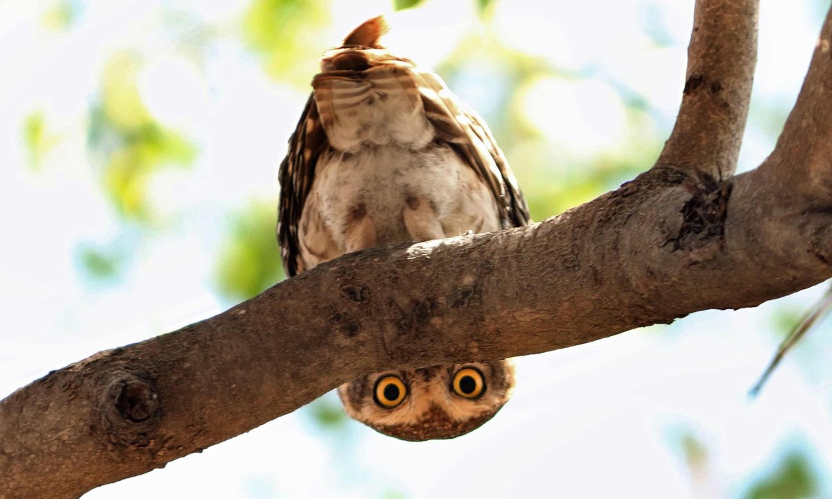 Перевернутая Сова