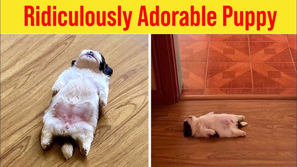 Собачка лежит на спине