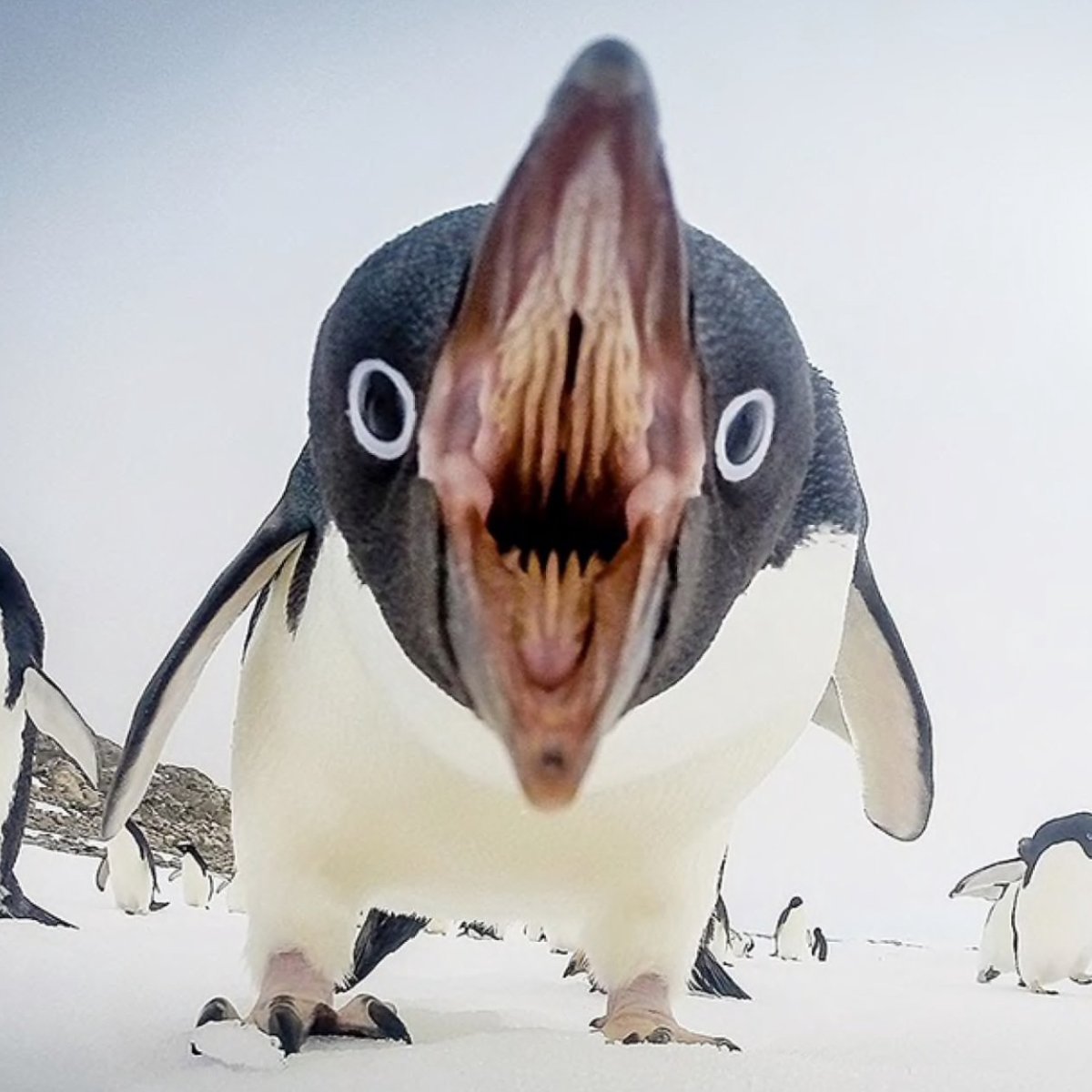 Тупой Пингвин