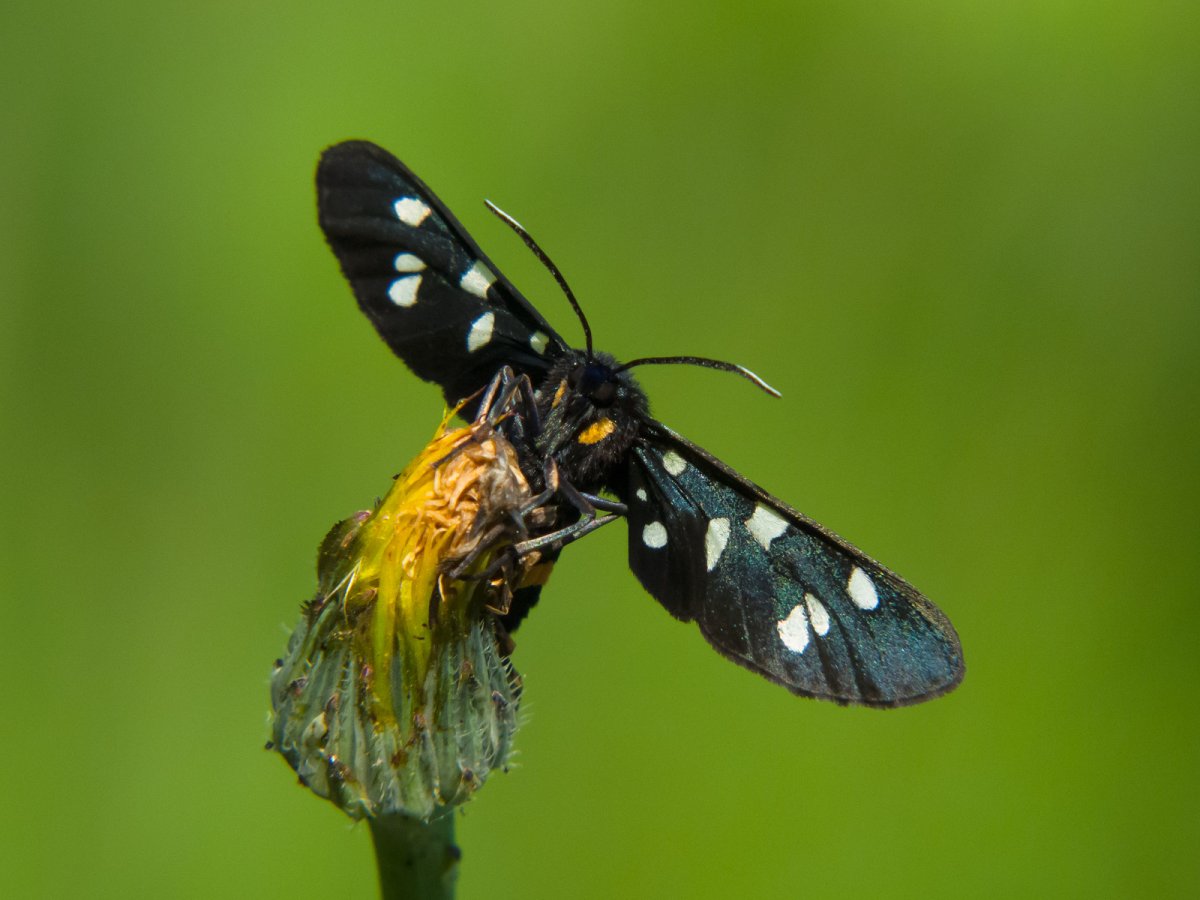 Бабочка стеклянница Мимикрия