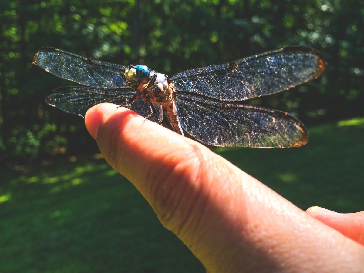 Летающие насекомые России
