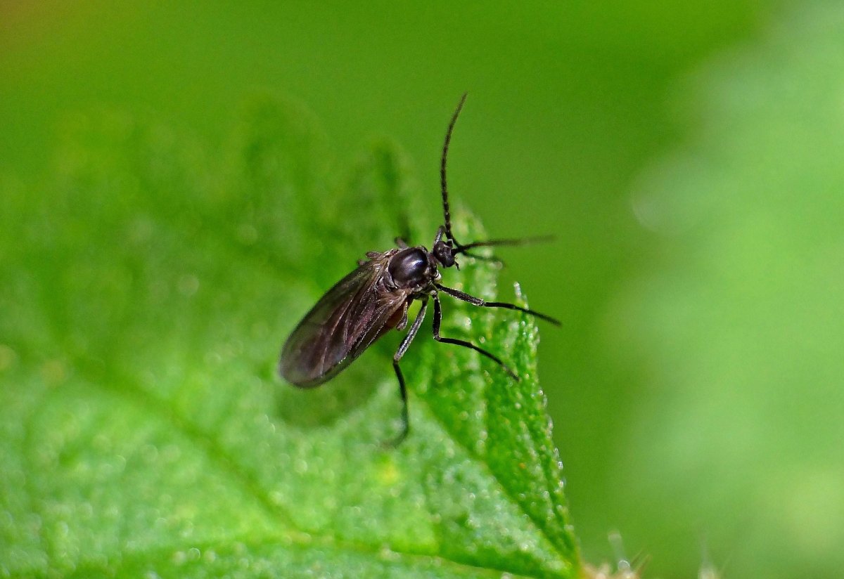 Кровососущие летающие насекомые