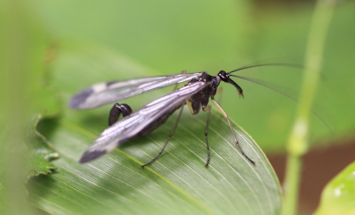 Летающие насекомые Подмосковья