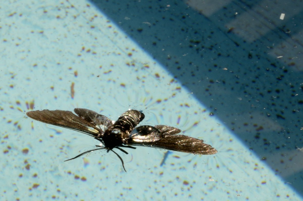 Летающие насекомые Приморского края