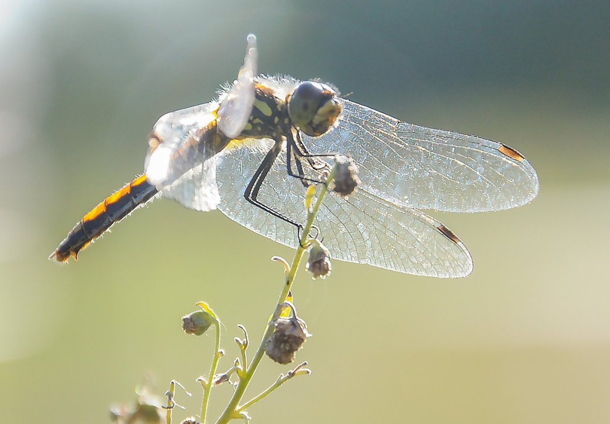 Экзотическая Стрекоза