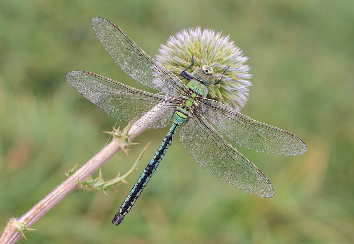 Стрекоза Дозорщик Император