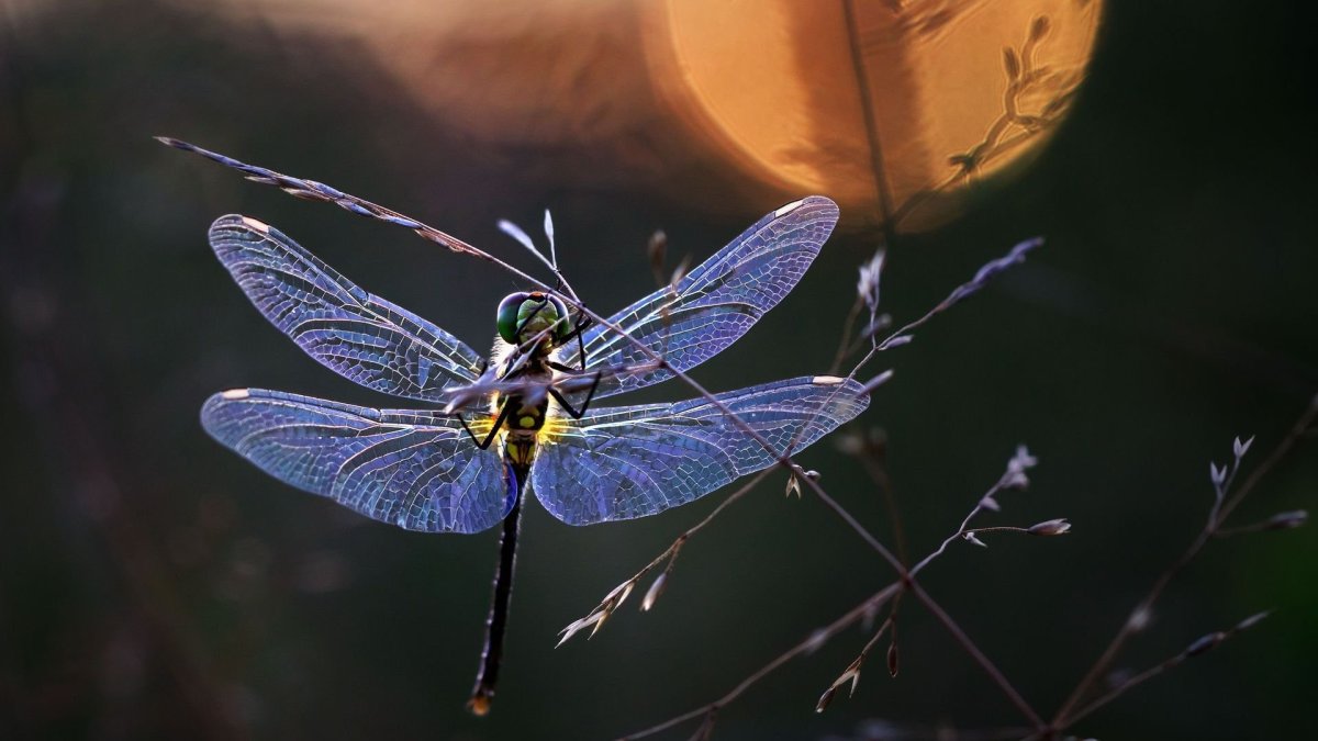 Самые красивые Стрекозы