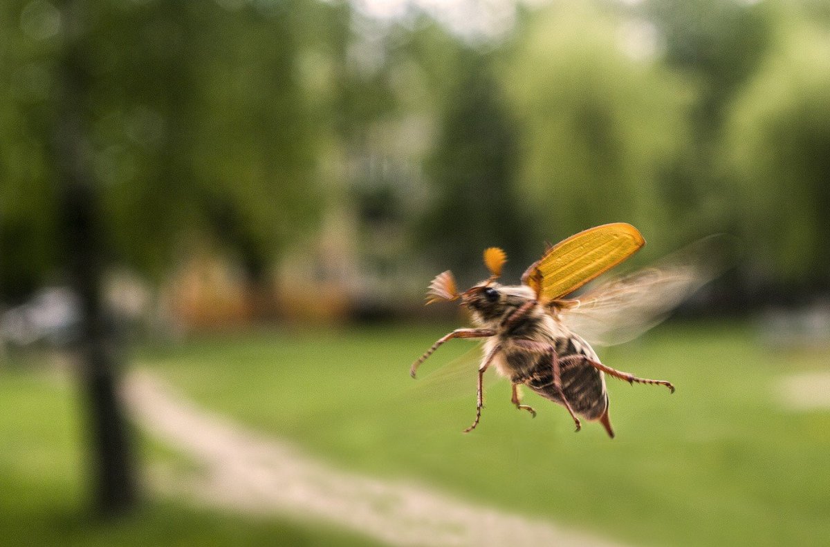 Насекомые Майский Жук