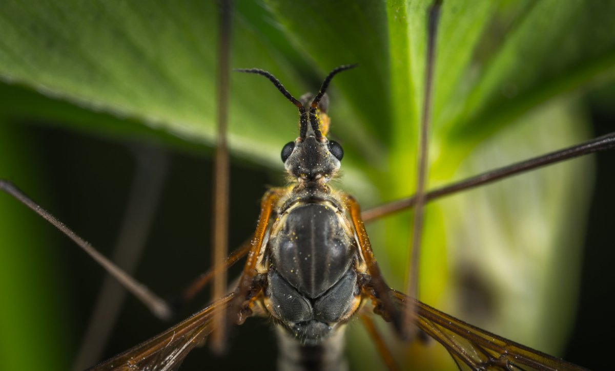 Оса долгоножка