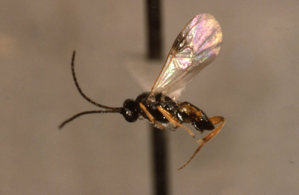 Летающие насекомые