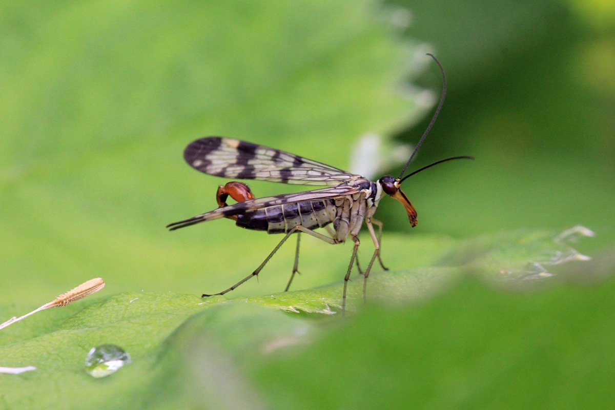 Скорпионница обыкновенная