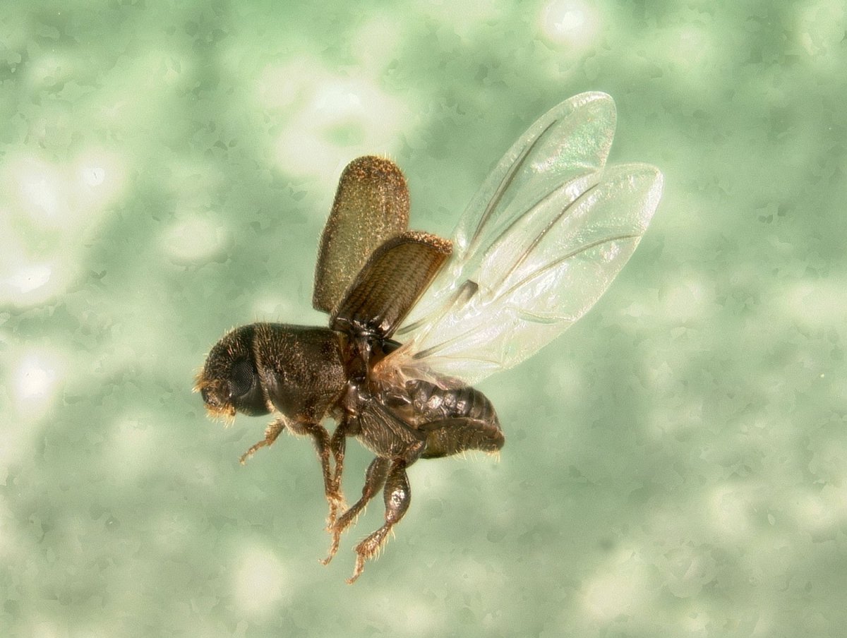 Короед с крыльями