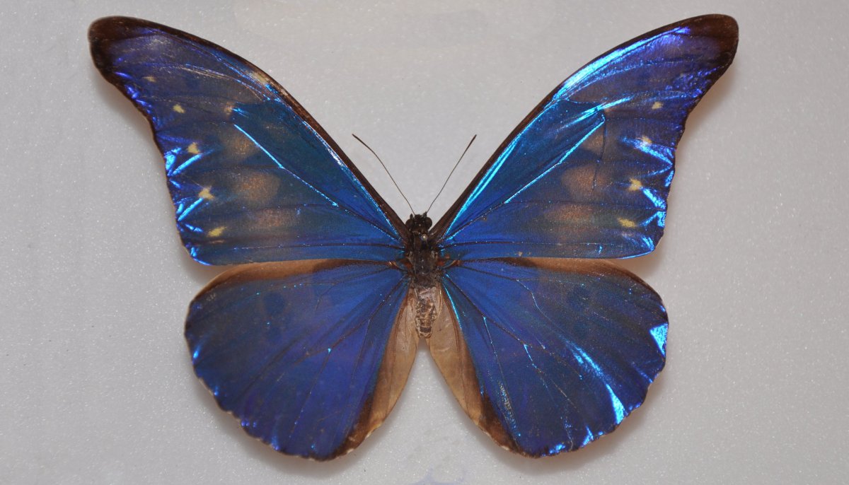 Бабочка морфо ретенор