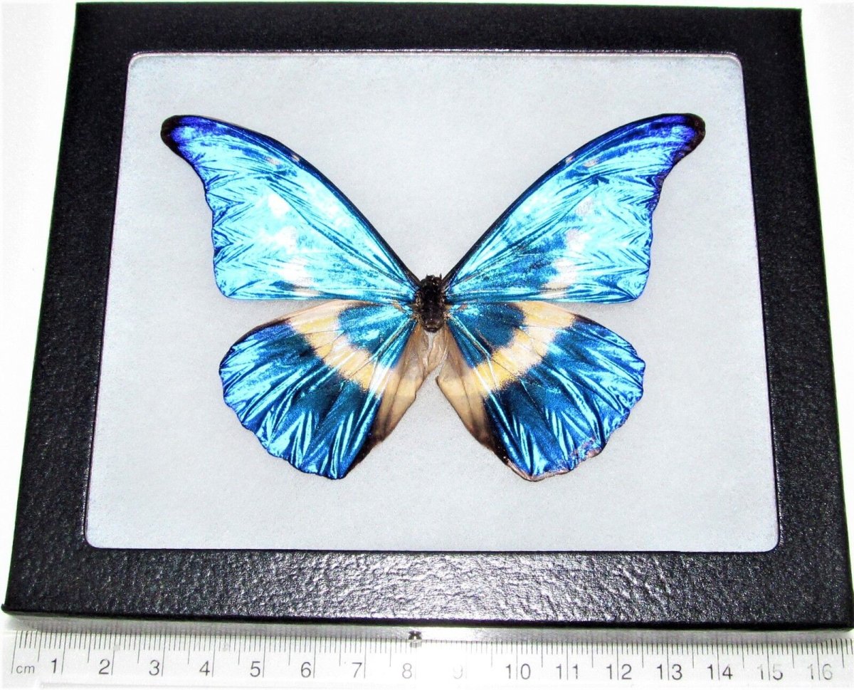 Morpho rhetenor Helena