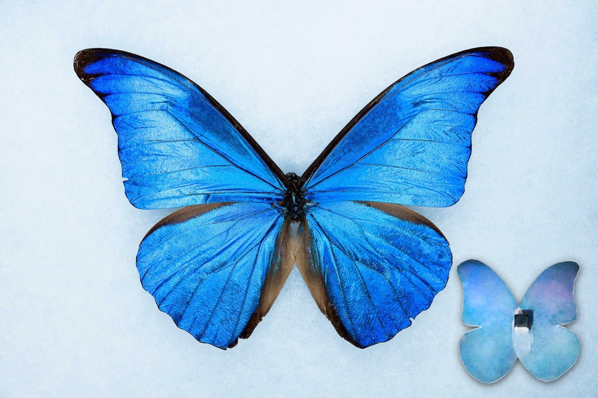 Морфо Ретенор