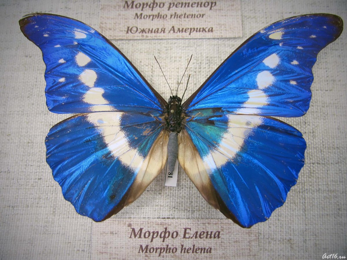 Морфо Елена