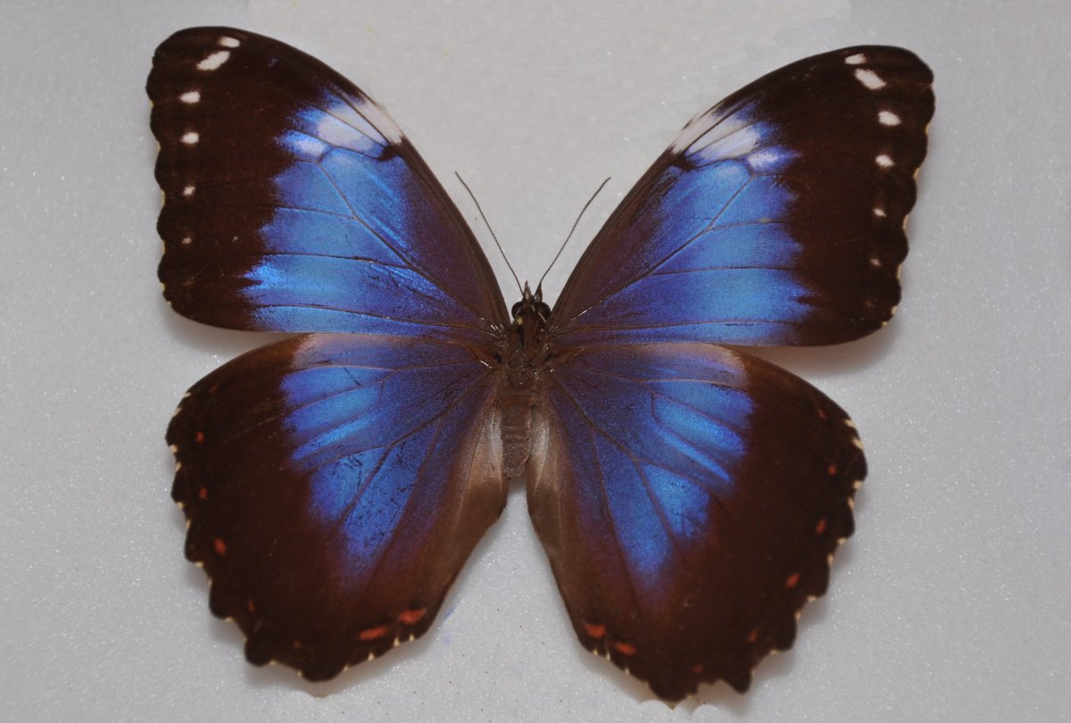 Morpho helenor Montezuma (a/a-)