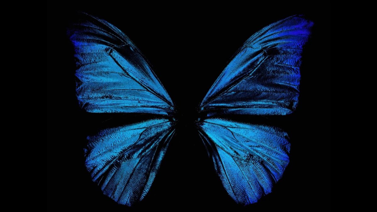 Синяя бабочка
