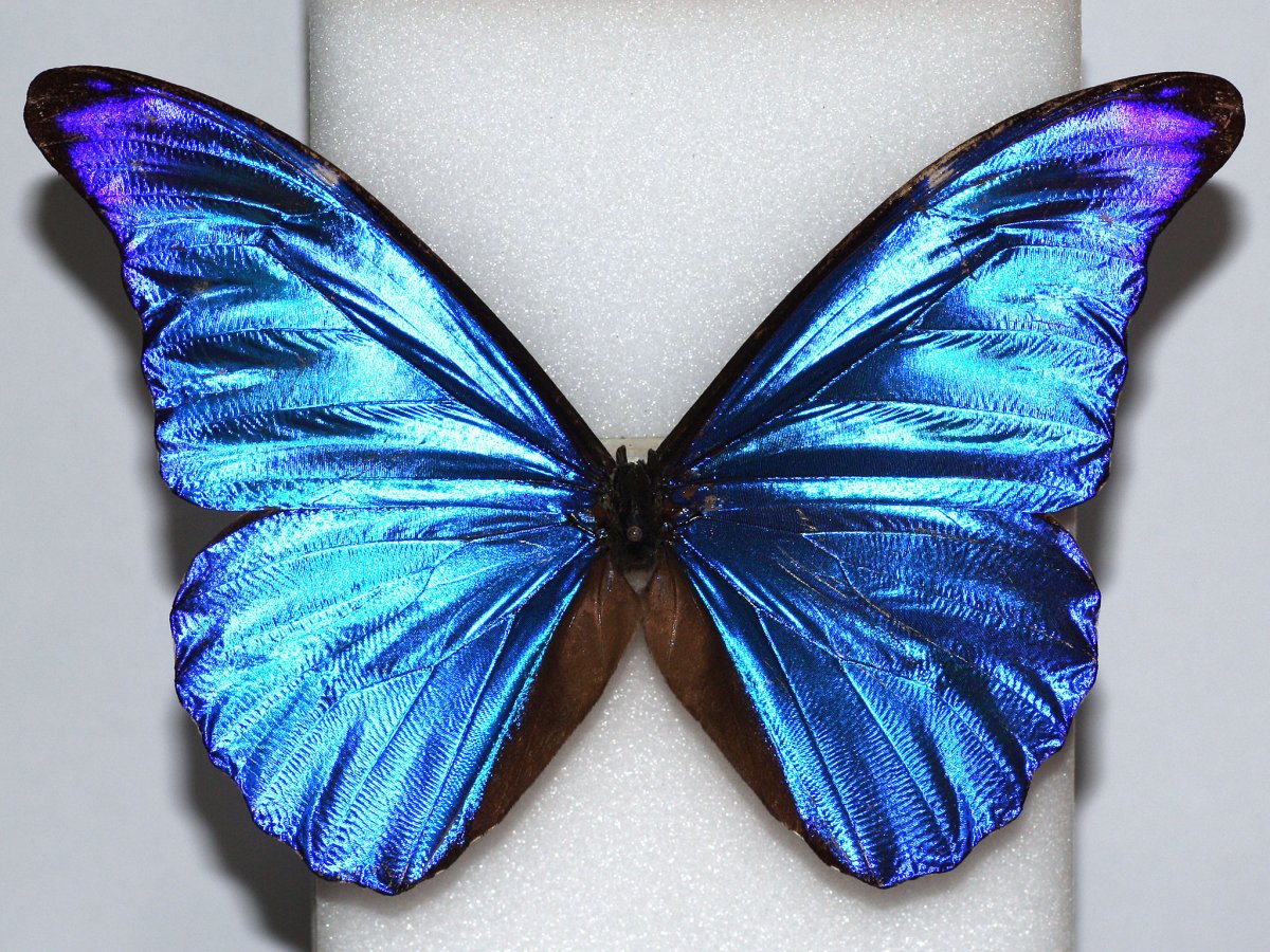 Морфида Гекуба