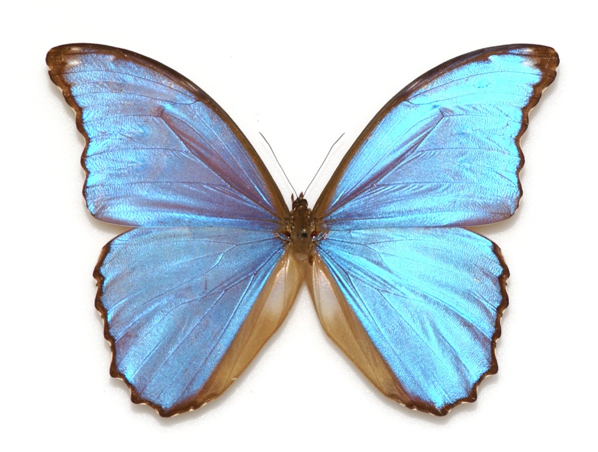 Морфо трилогия